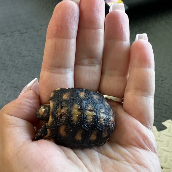 Meet your Posher, Gina - Picture 13 of 17